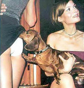 A Night at the Dogs